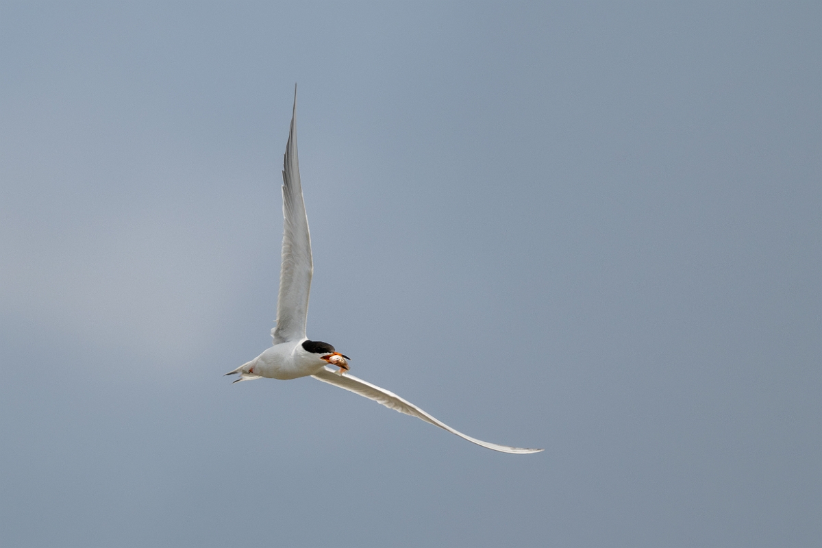 DPPhotography - Texas - Forster's tern - Y.jpg - Forster's tern - Yacht Basin Road, Bolivar Peninsula, Texas
