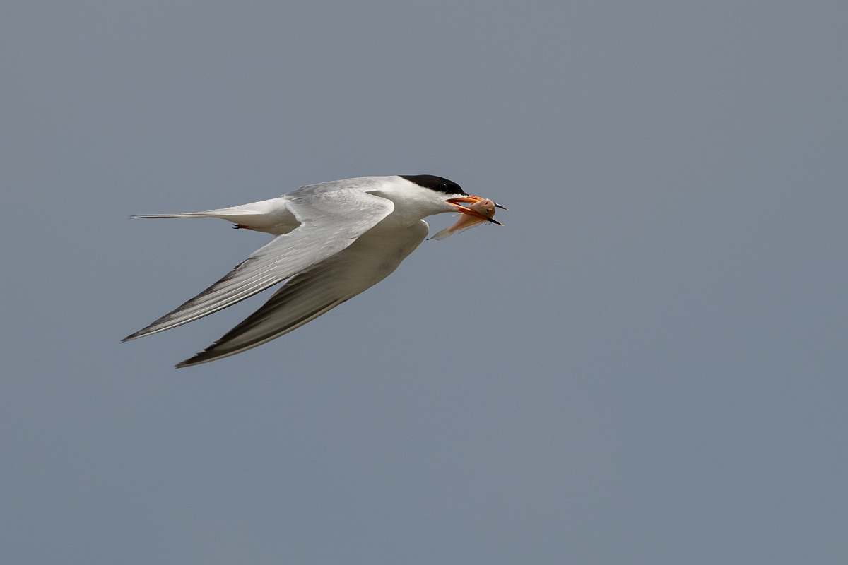 DPPhotography - Texas - Forster's tern - Z.jpg - Forster's tern - Yacht Basin Road, Bolivar Peninsula, Texas