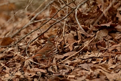David Plant Photography - Wildlife Photography - Fox sparrow - A