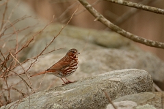 David Plant Photography - Wildlife Photography - Fox sparrow - B