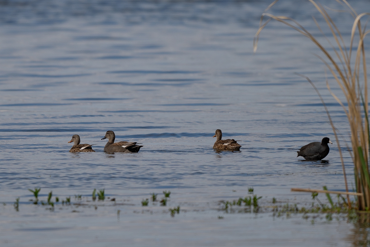 DPPhotography - Texas - Gadwall - A.jpg - Gadwall - Ink Lake State Park, Texas