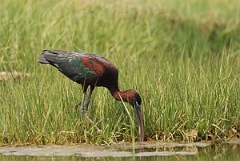David Plant Photography - Wildlife Photographer - Glossy ibis - B