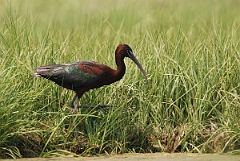 David Plant Photography - Wildlife Photographer - Glossy ibis - C