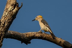 DPPhotography - Texas - Golden-fronted woodpecker - B