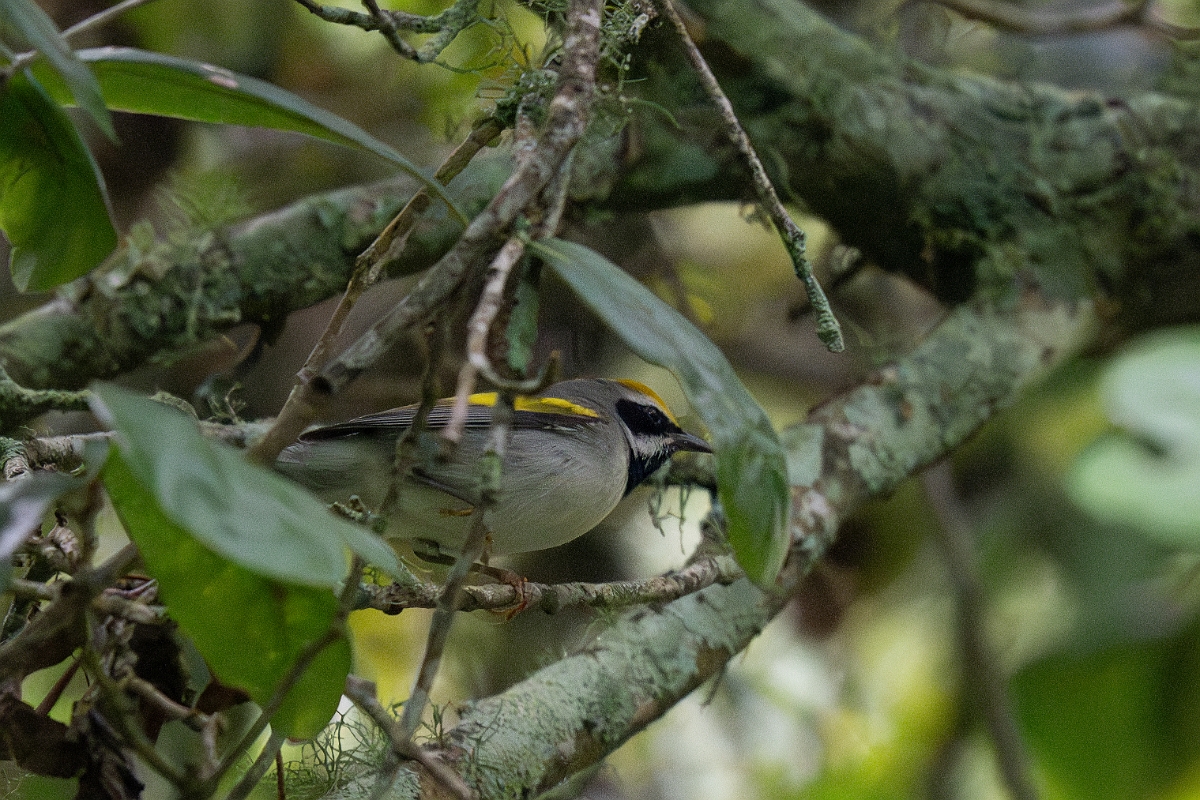 DPPhotography - Texas - Golden-winged warbler - A.jpg - Golden-winged warbler - Smith Oaks, High Island, Texas