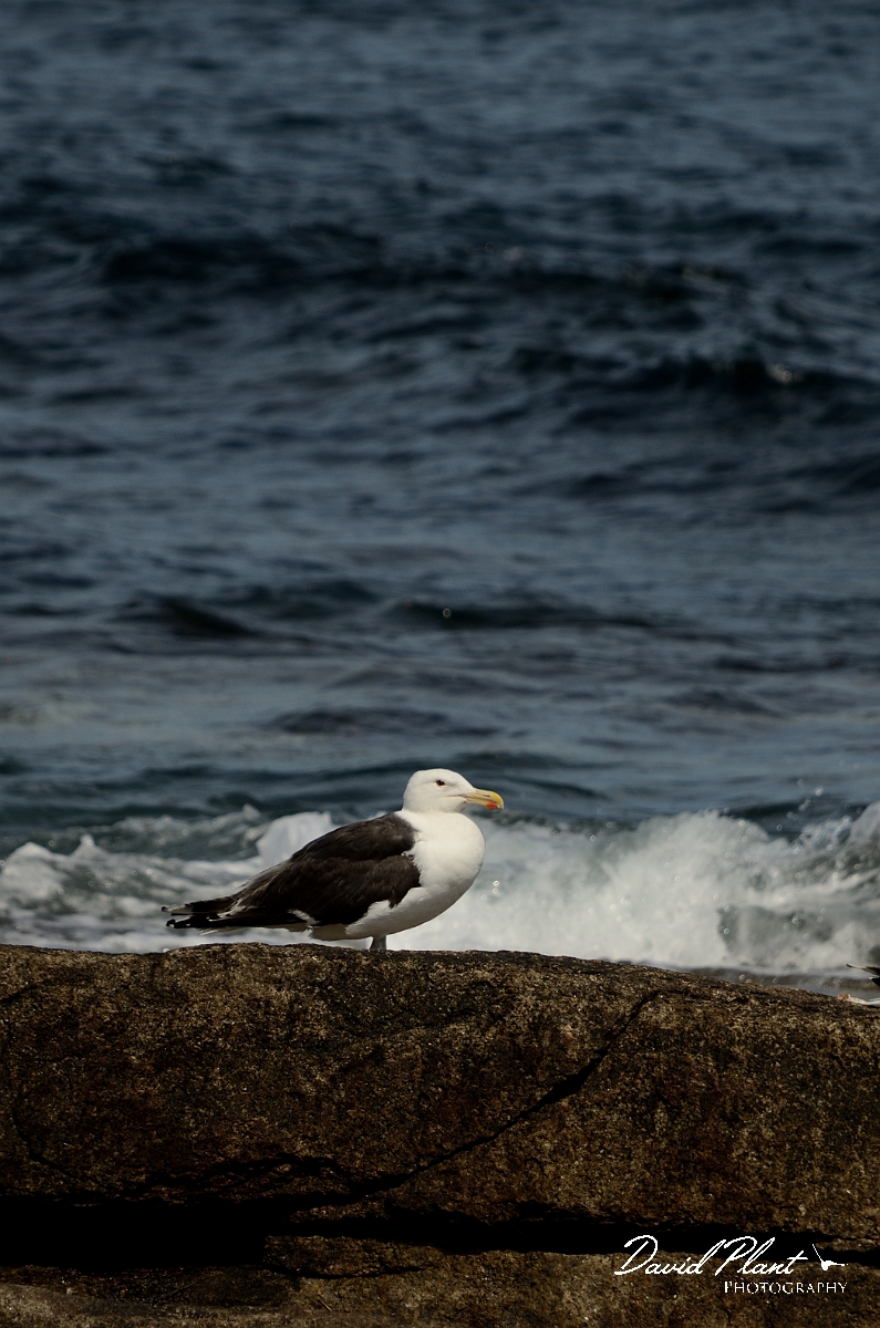 David Plant Photography - Wildlife Photography - Great black-backed gull - A.jpg - Great black-backed gull - Halibut Point, MA