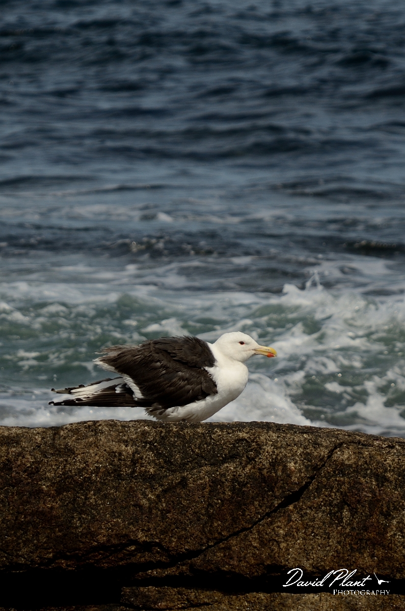 David Plant Photography - Wildlife Photography - Great black-backed gull - B.jpg - Great black-backed gull - Halibut Point, MA