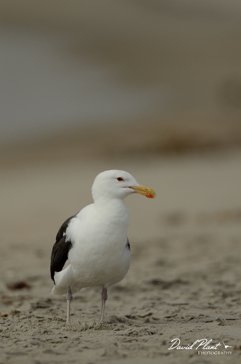 David Plant Photography - Wildlife Photography - Great black-backed gull - C.jpg - Great black-backed gull on the beach - Plum Island, MA
