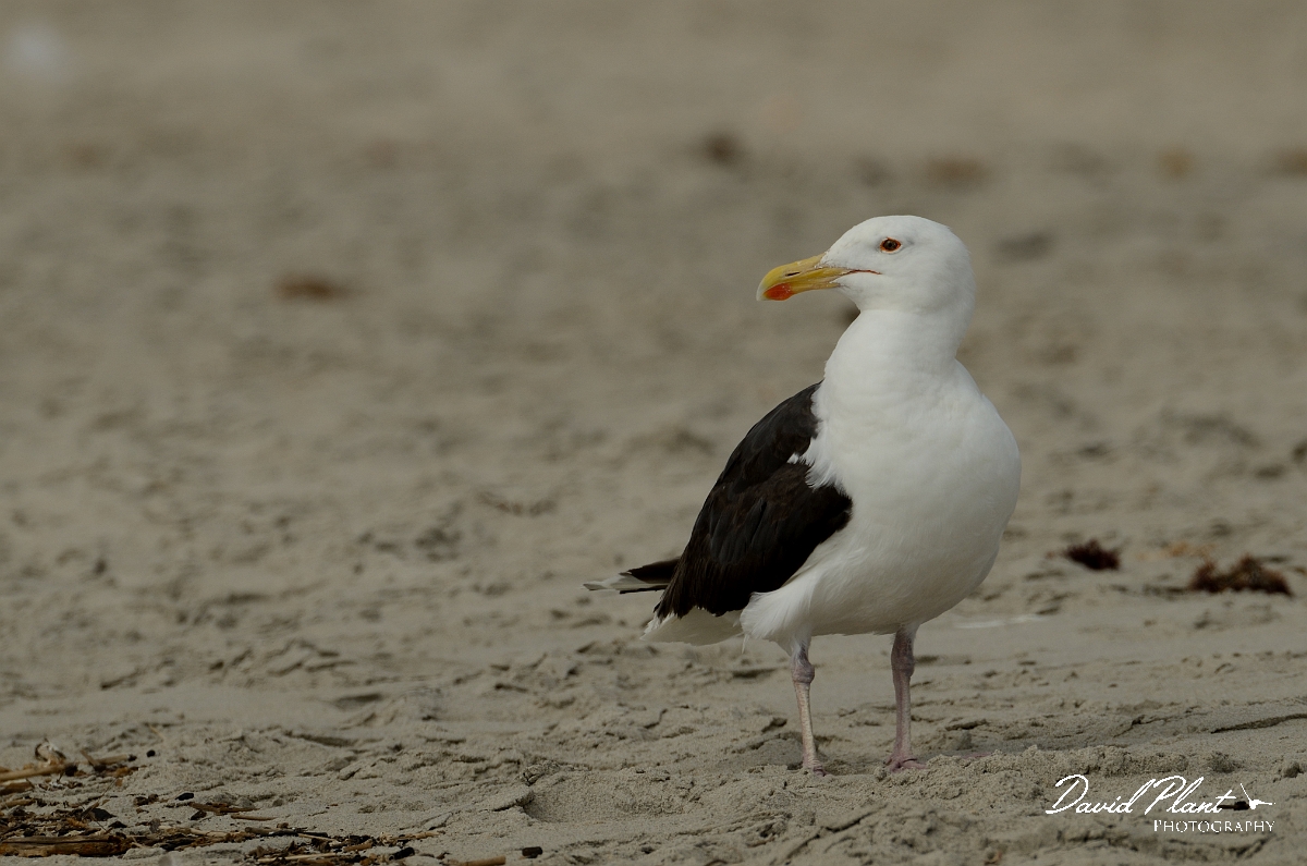 David Plant Photography - Wildlife Photography - Great black-backed gull - D.jpg - Great black-backed gull on the beach - Plum Island, MA