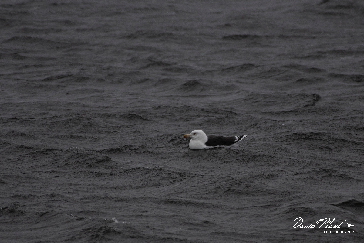 David Plant Photography - Wildlife Photography - Great black-backed gull - F.jpg - Great black-backed gull - Salisbury Beach, MA