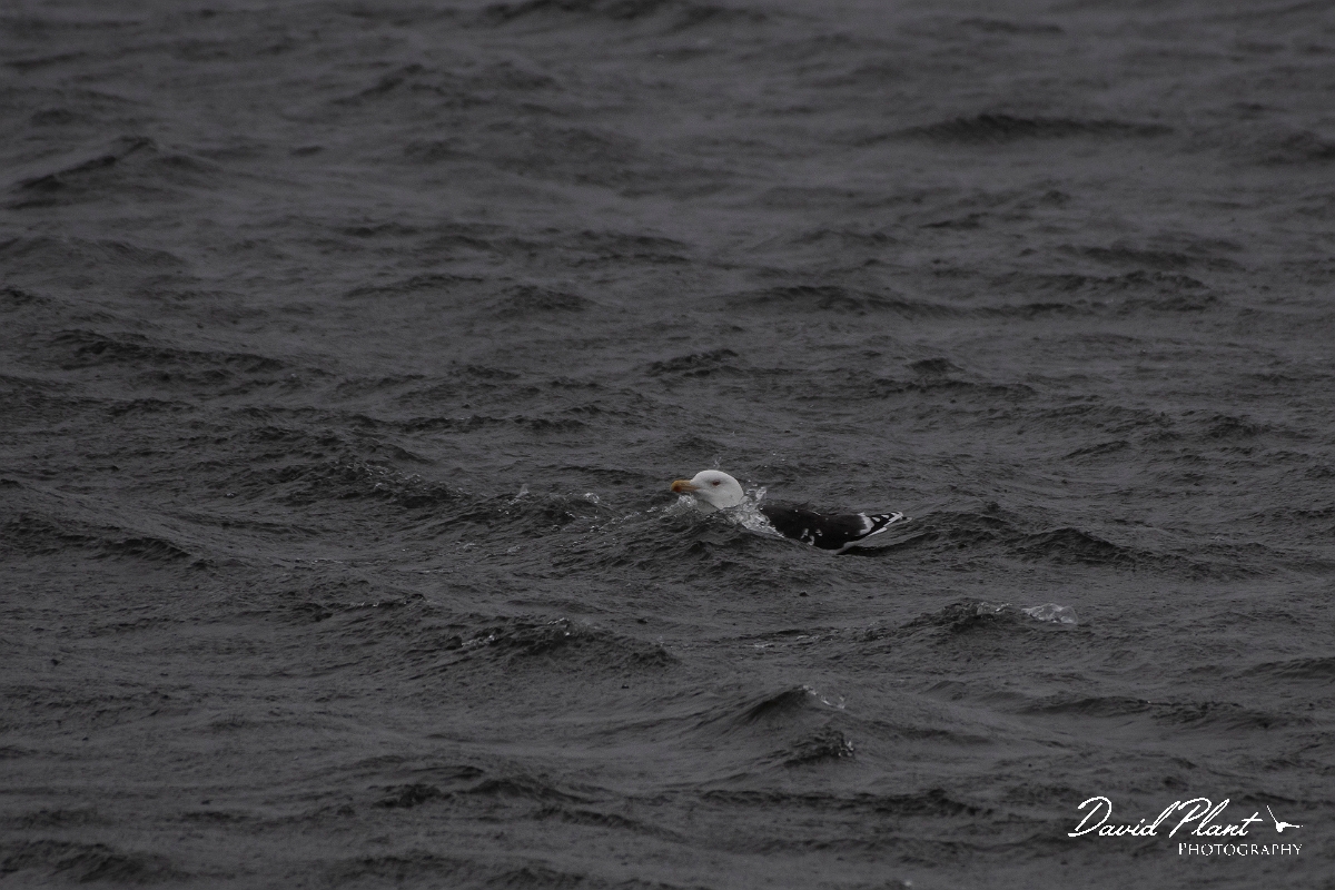David Plant Photography - Wildlife Photography - Great black-backed gull - G.jpg - Great black-backed gull - Salisbury Beach, MA