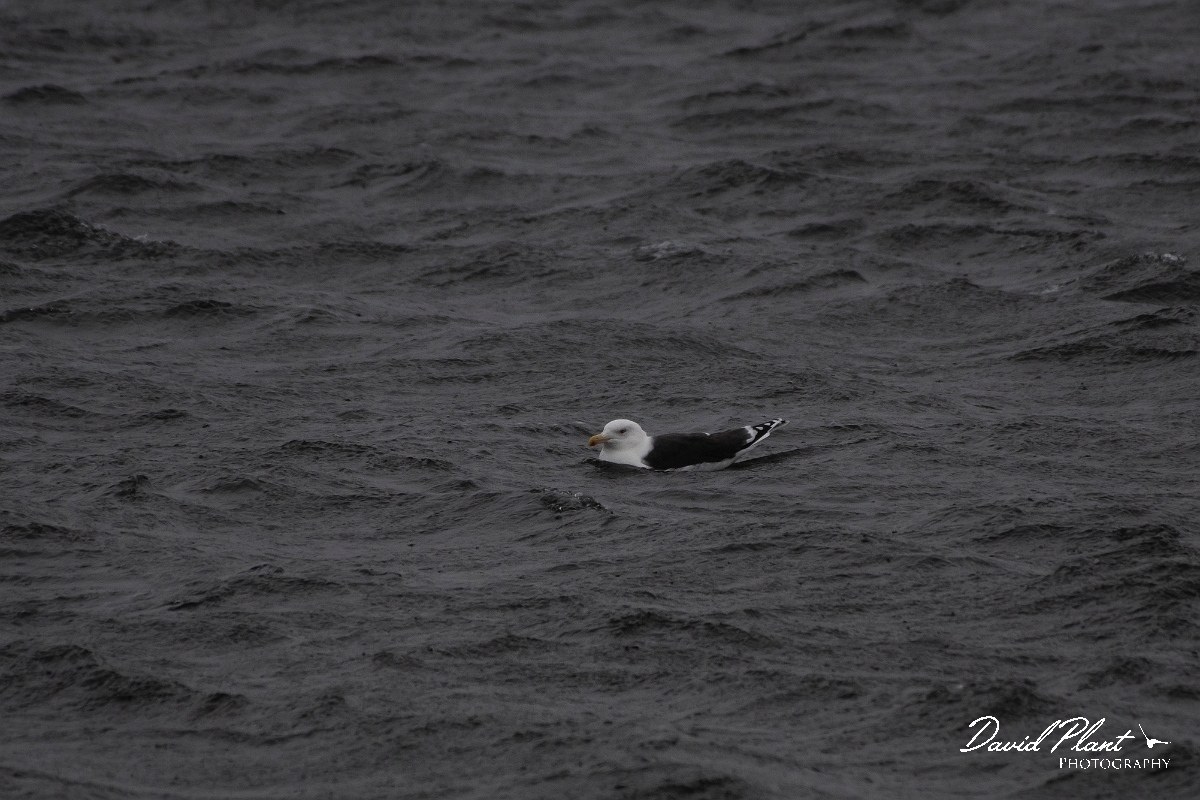 David Plant Photography - Wildlife Photography - Great black-backed gull - H.jpg - Great black-backed gull - Salisbury Beach, MA
