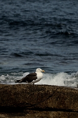 David Plant Photography - Wildlife Photography - Great black-backed gull - A