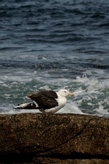 David Plant Photography - Wildlife Photography - Great black-backed gull - B