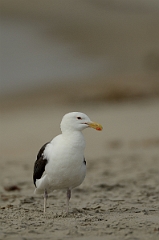 David Plant Photography - Wildlife Photography - Great black-backed gull - C