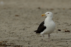 David Plant Photography - Wildlife Photography - Great black-backed gull - D