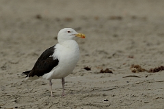 David Plant Photography - Wildlife Photography - Great black-backed gull - E