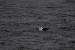 David Plant Photography - Wildlife Photography - Great black-backed gull - F