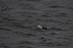 David Plant Photography - Wildlife Photography - Great black-backed gull - G