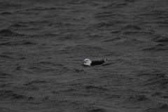 David Plant Photography - Wildlife Photography - Great black-backed gull - H