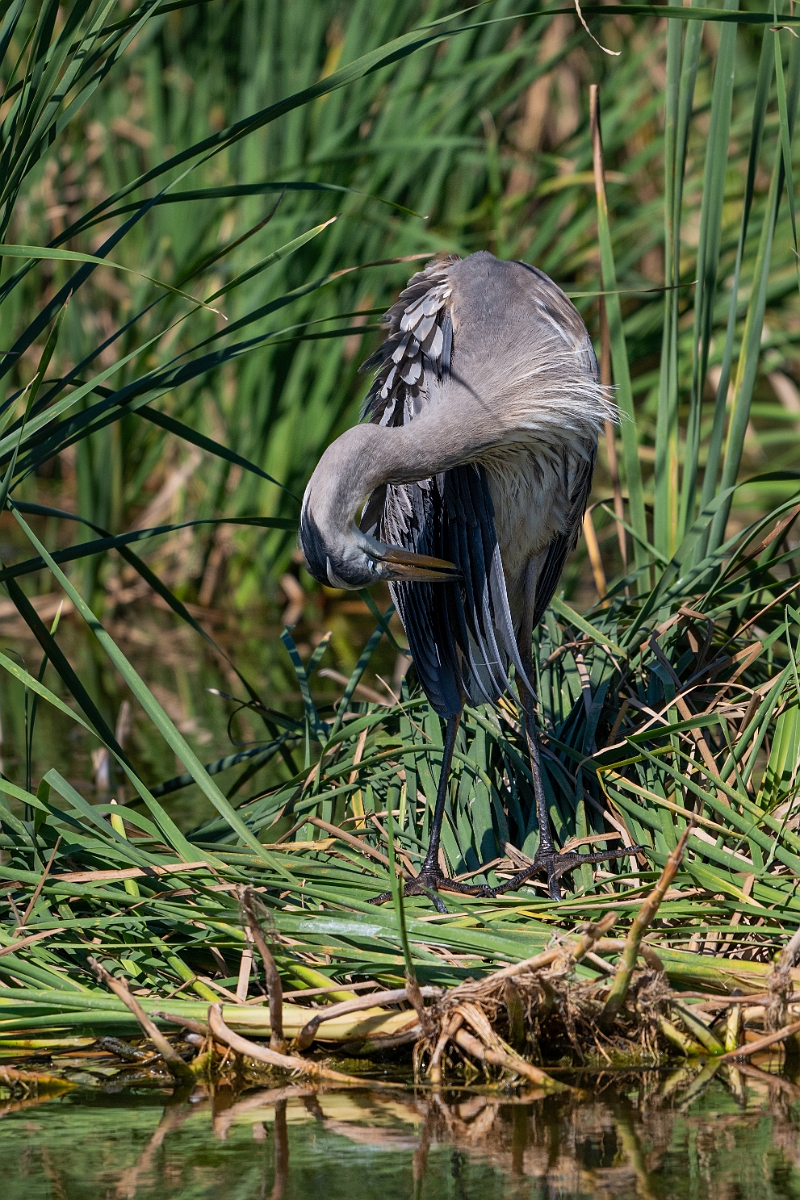 DPPhotography - Texas - Great blue heron - A.jpg - Great blue heron - South Padre Island, Texas