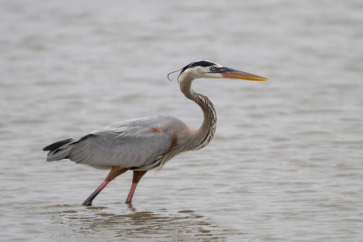 DPPhotography - Texas - Great blue heron - B.jpg - Great blue heron - Rollover Pass, Bolivar Peninsula, Texas