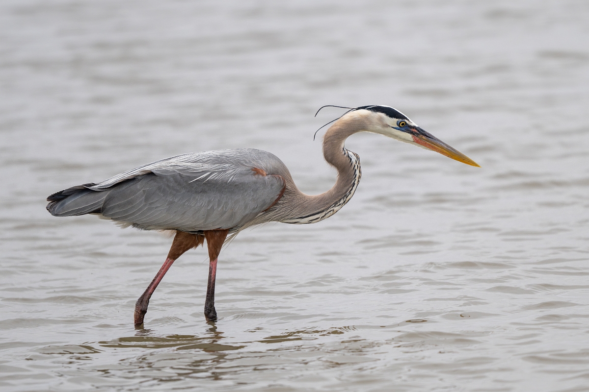DPPhotography - Texas - Great blue heron - C.jpg - Great blue heron - Rollover Pass, Bolivar Peninsula, Texas