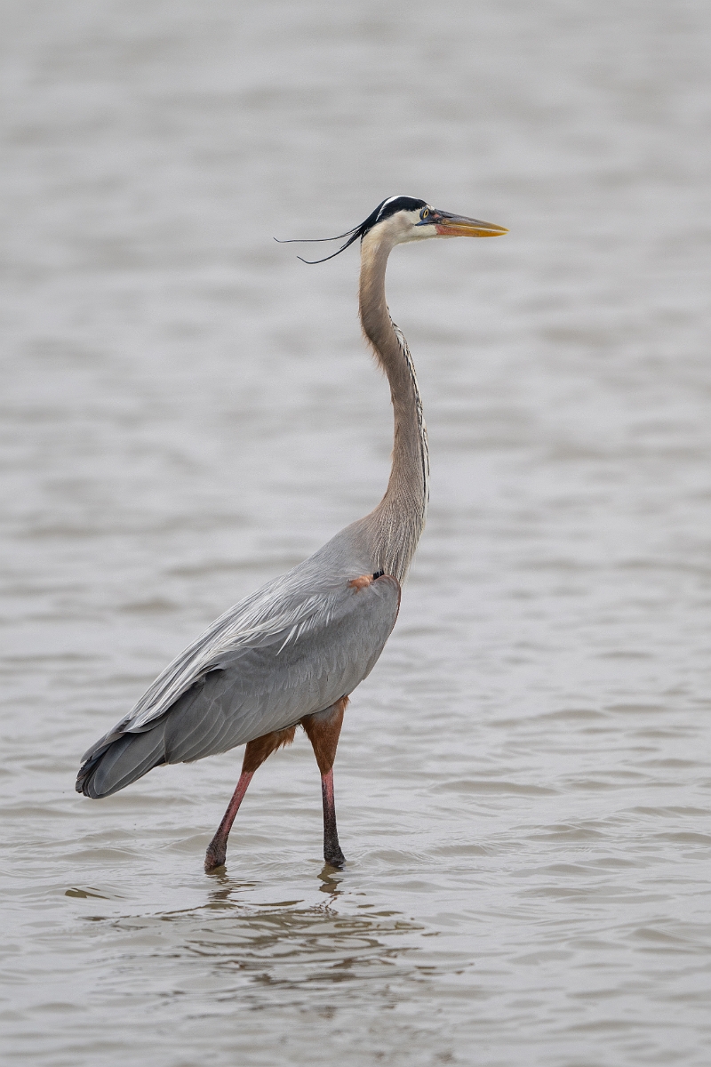 DPPhotography - Texas - Great blue heron - D.jpg - Great blue heron - Rollover Pass, Bolivar Peninsula, Texas