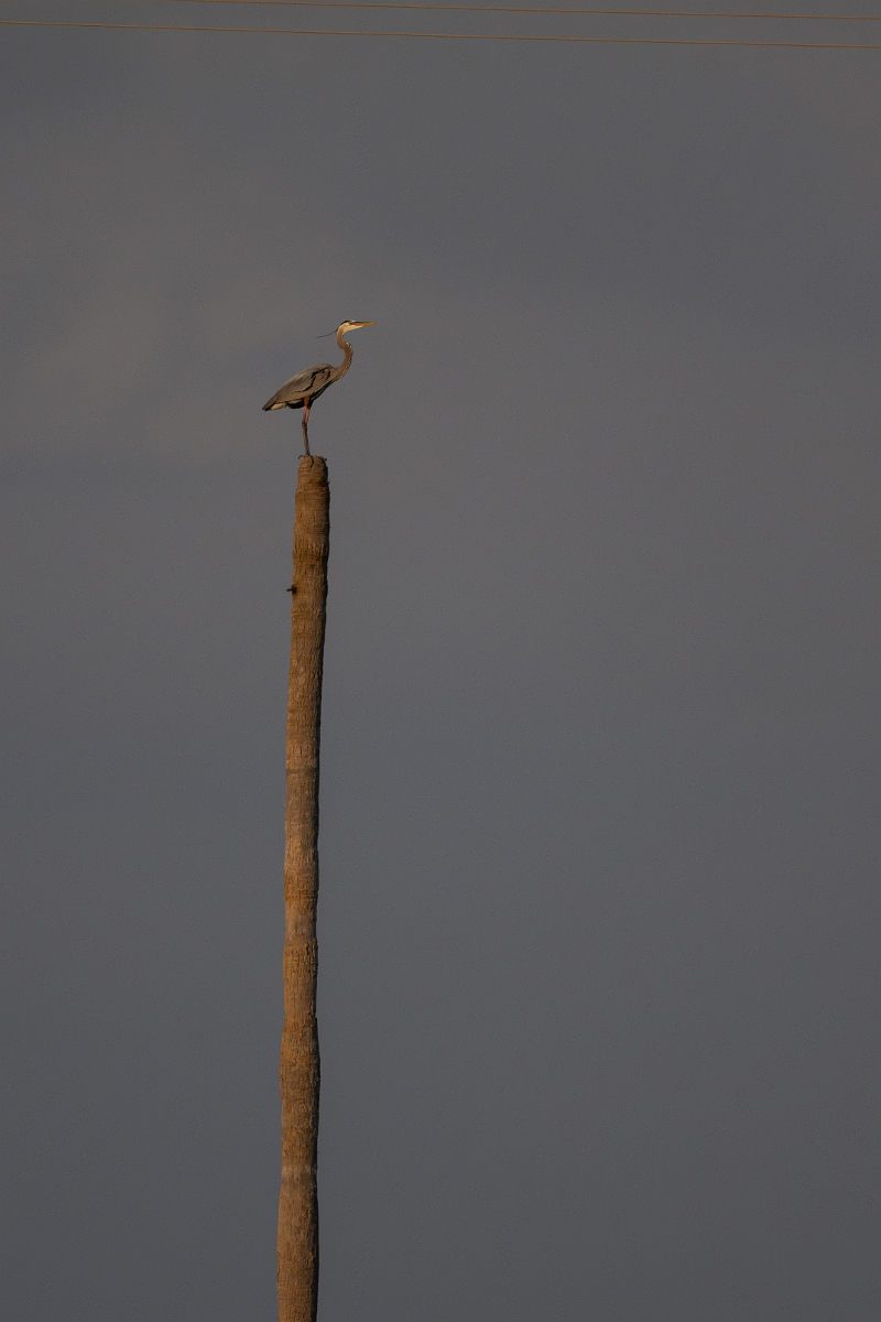 DPPhotography - Texas - Great blue heron - E.jpg - Great blue heron - Yacht Basin Road, Bolivar Peninsula, Texas
