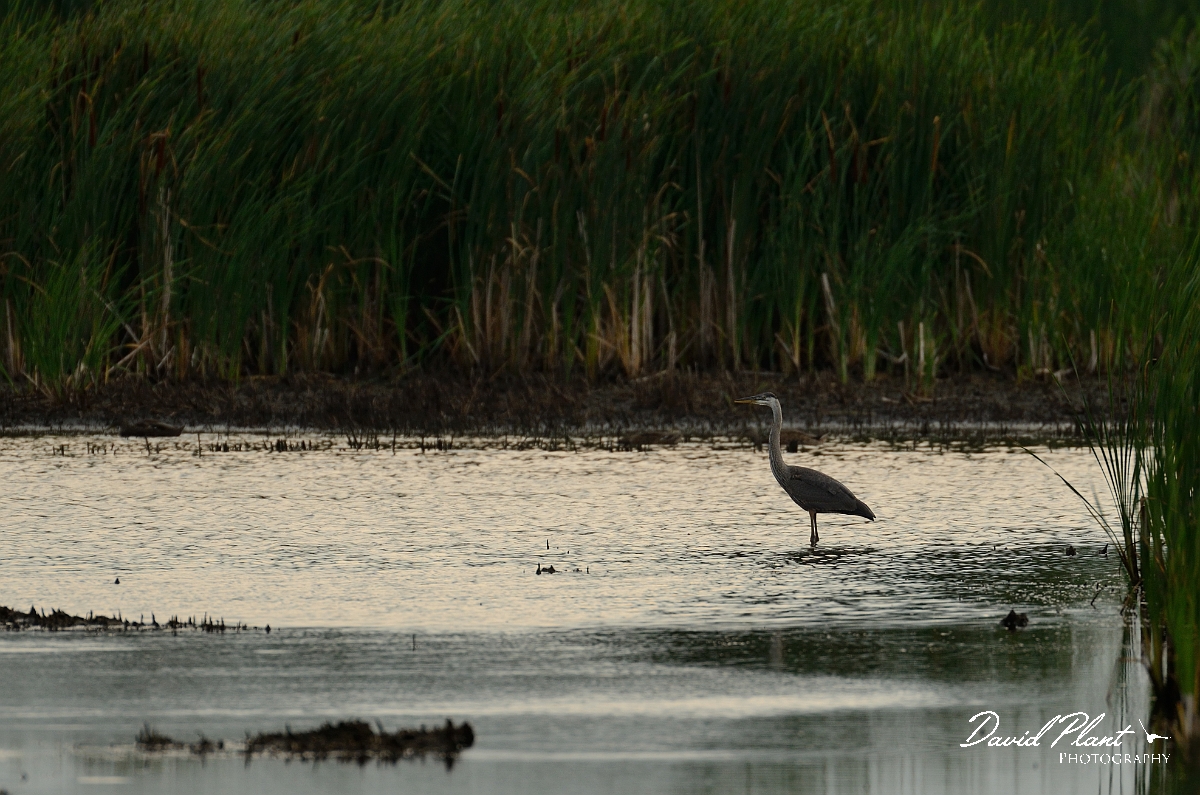 David Plant Photography - Wildlife Photography - Great blue heron - A.jpg - Great blue heron at sunset - Plum Island, MA
