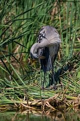 DPPhotography - Texas - Great blue heron - A
