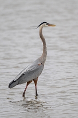 DPPhotography - Texas - Great blue heron - D