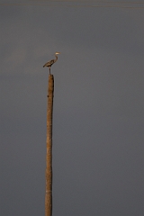DPPhotography - Texas - Great blue heron - E