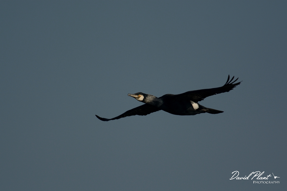 David Plant Photography - Wildlife Photography - Great cormorant - A.jpg - Great cormorant - Halibut Point, MA