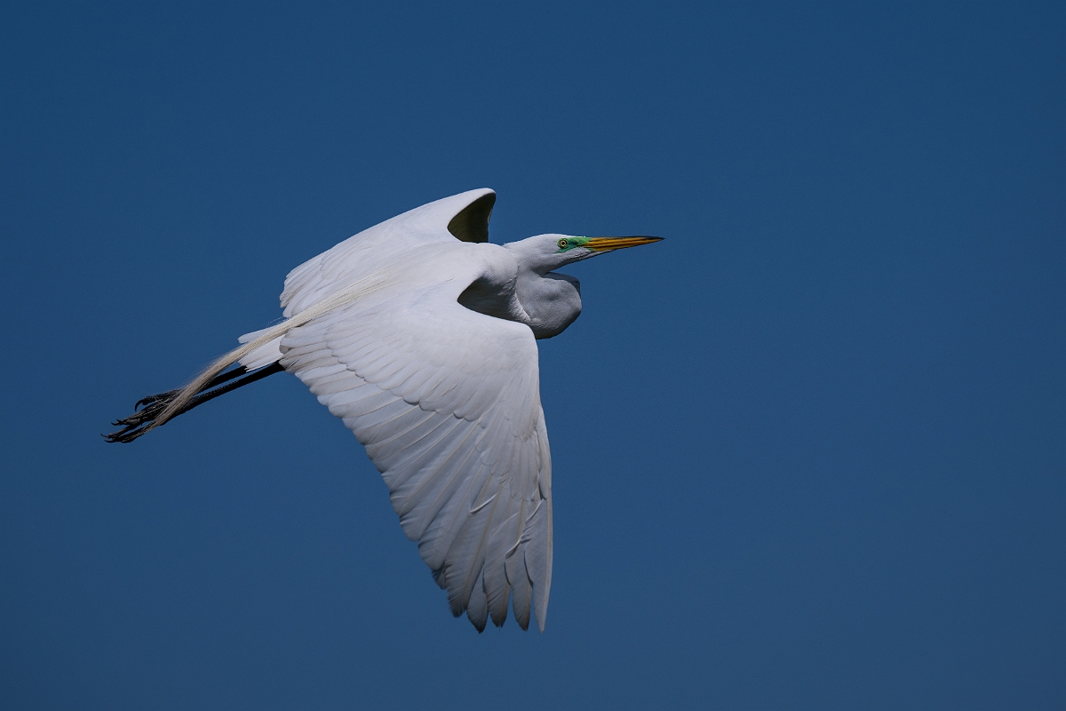 DPPhotography - Texas - Great egret - D.jpg - Great egret - Smith Oaks, High Island, Texas