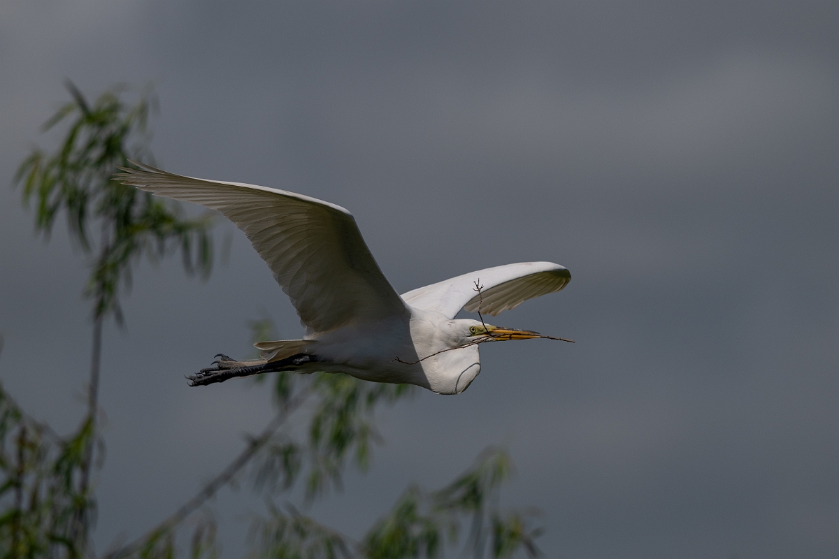 DPPhotography - Texas - Great egret - F.jpg - Great egret - Smith Oaks, High Island, Texas
