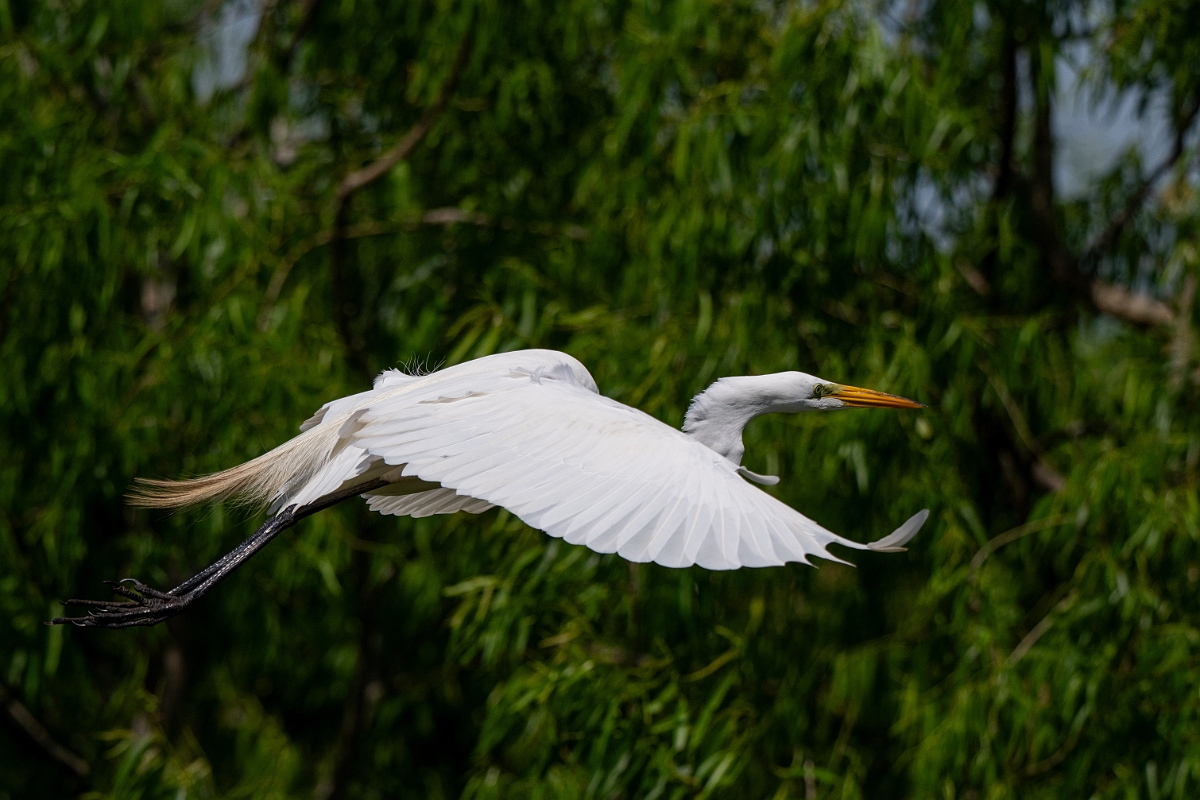 DPPhotography - Texas - Great egret - G.jpg - Great egret - Smith Oaks, High Island, Texas