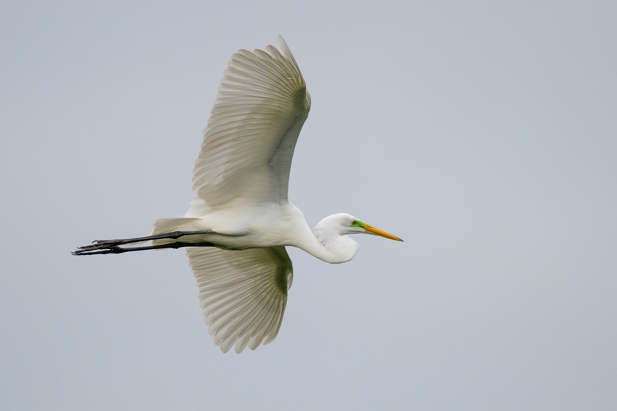 DPPhotography - Texas - Great egret - J.jpg - Great egret - Smith Oaks, High Island, Texas