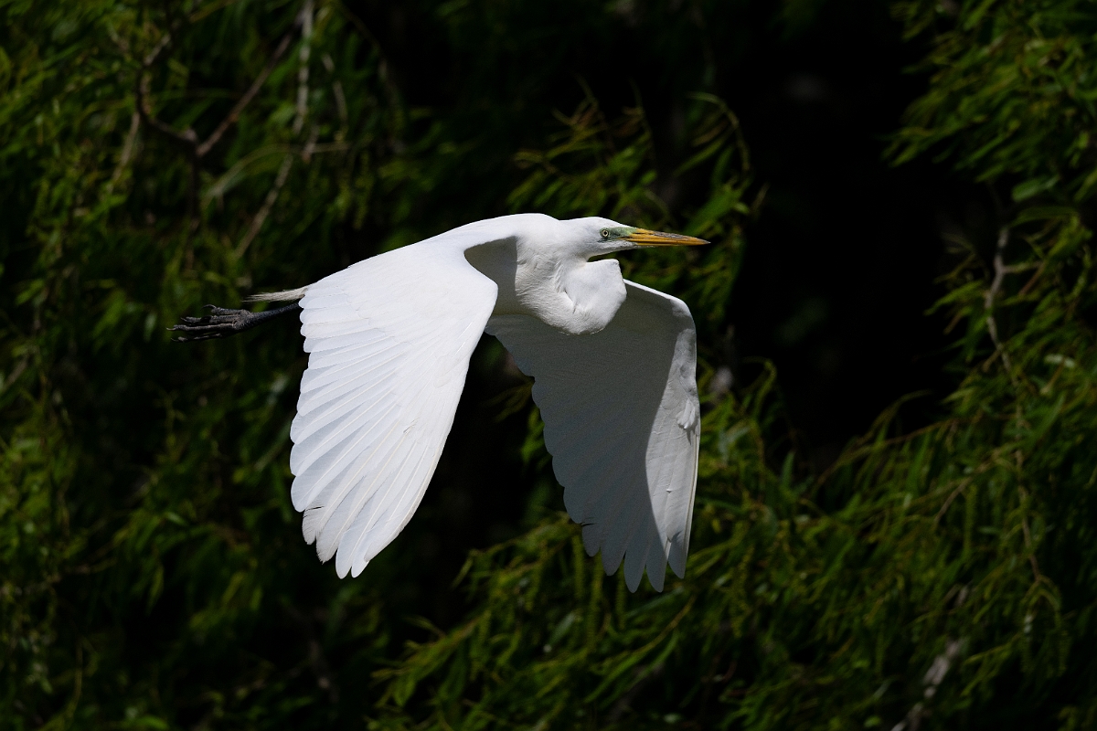 DPPhotography - Texas - Great egret - K.jpg - Great egret - Smith Oaks, High Island, Texas