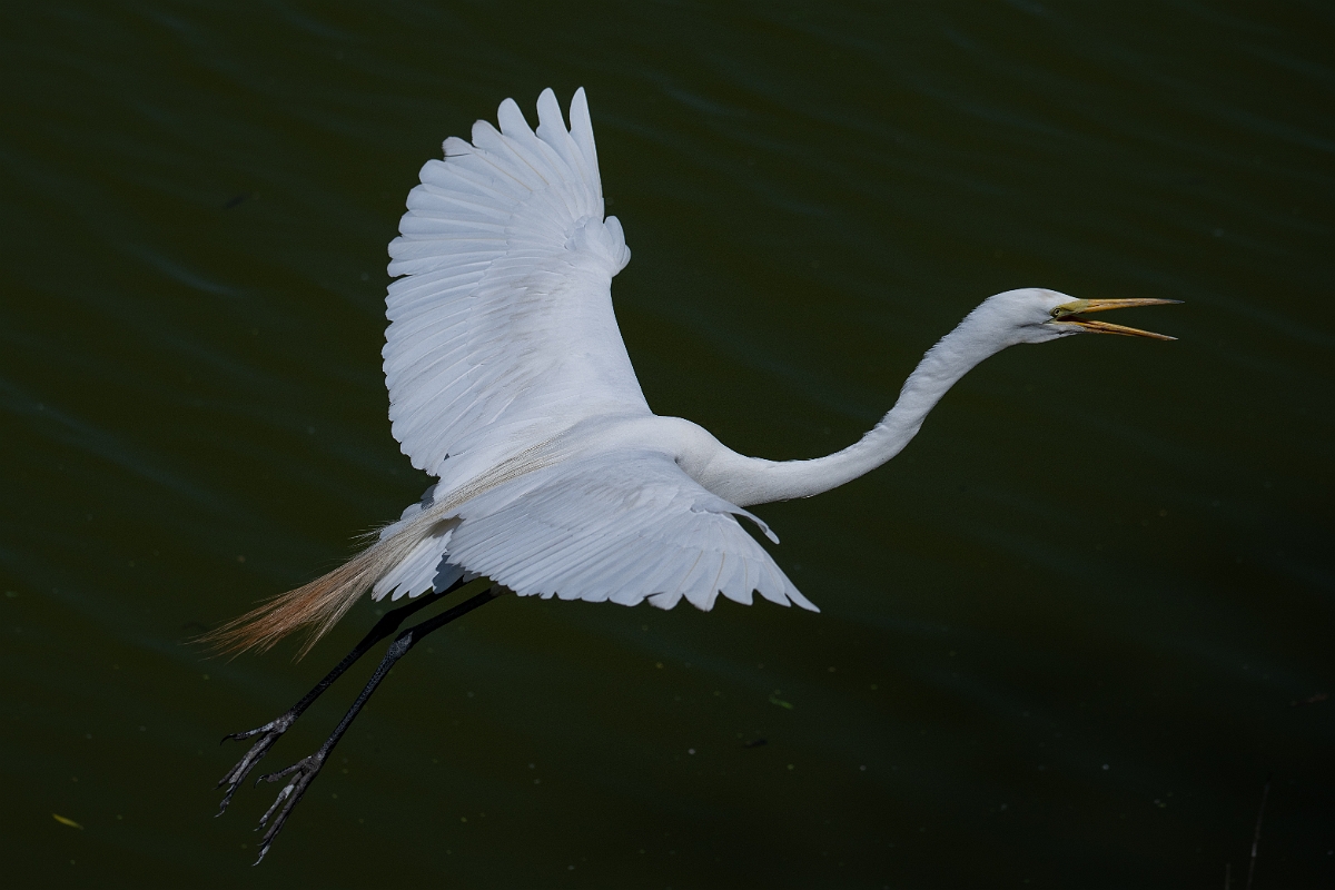 DPPhotography - Texas - Great egret - M.jpg - Great egret - Smith Oaks, High Island, Texas