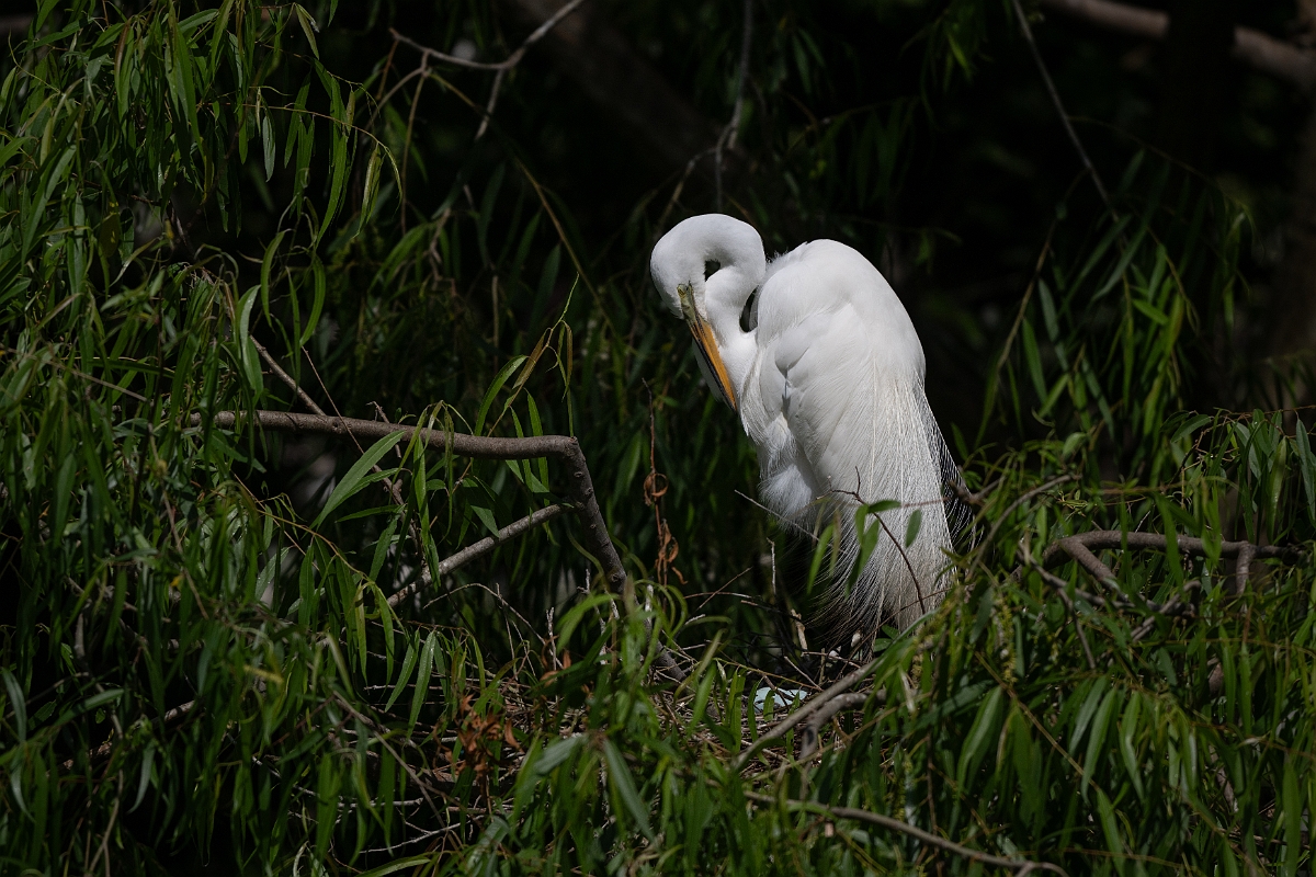 DPPhotography - Texas - Great egret - N.jpg - Great egret - Smith Oaks, High Island, Texas