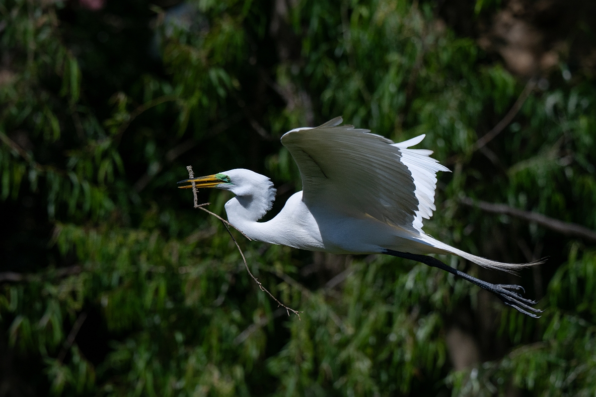 DPPhotography - Texas - Great egret - O.jpg - Great egret - Smith Oaks, High Island, Texas