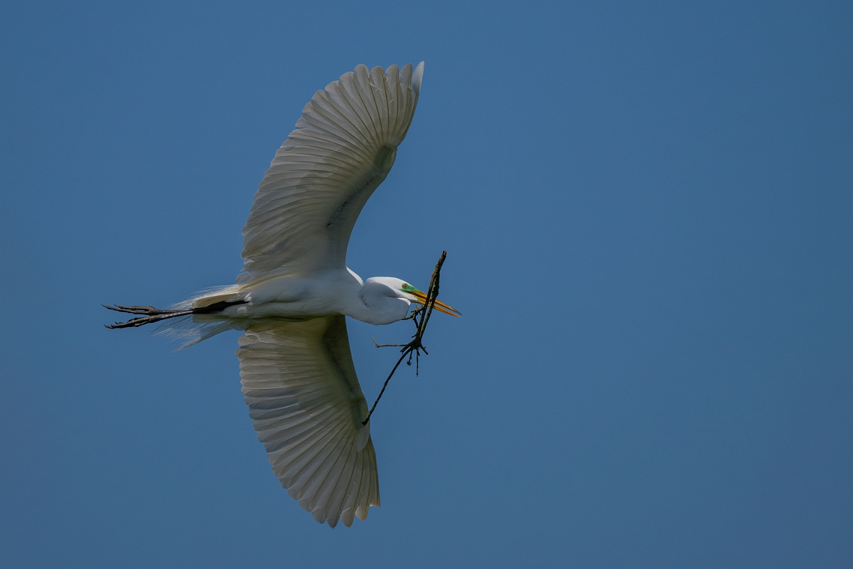 DPPhotography - Texas - Great egret - P.jpg - Great egret - Smith Oaks, High Island, Texas