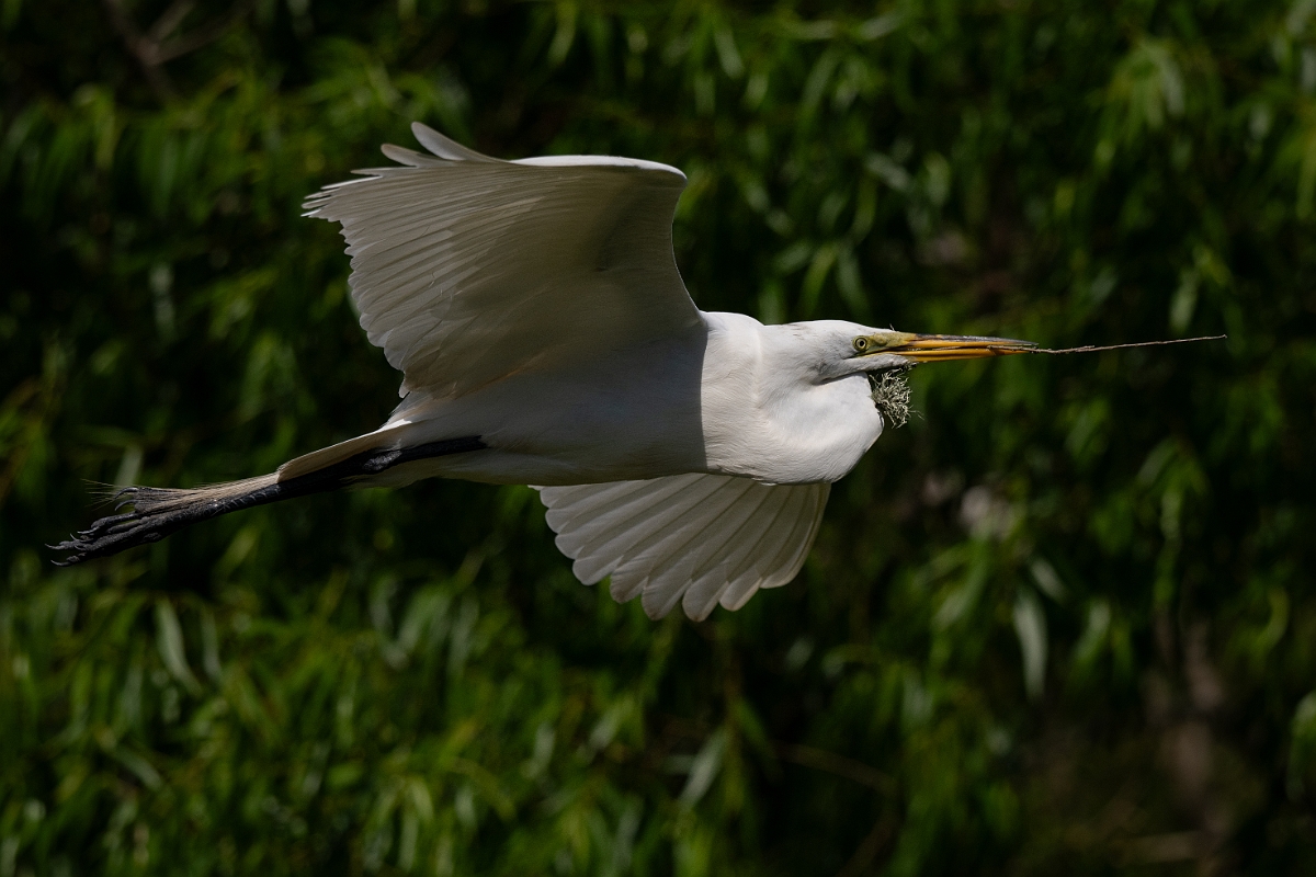 DPPhotography - Texas - Great egret - Q.jpg - Great egret - Smith Oaks, High Island, Texas