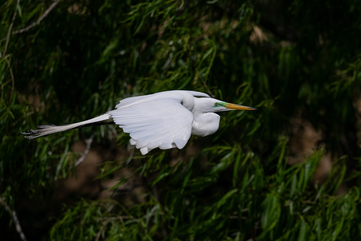 DPPhotography - Texas - Great egret - R.jpg - Great egret - Smith Oaks, High Island, Texas