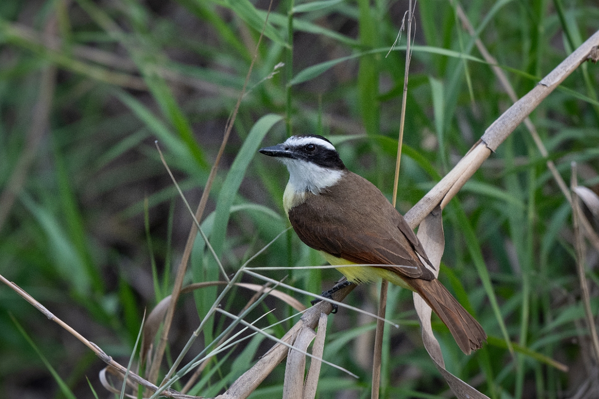 DPPhotography - Texas - Great kiskadee - A.jpg - Great kiskadee - Bentsen-Rio Grande Valley State Park, Texas