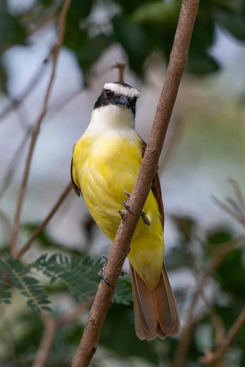 DPPhotography - Texas - Great kiskadee - B.jpg - Great kiskadee - National Butterfly Center, Texas