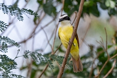 DPPhotography - Texas - Great kiskadee - C