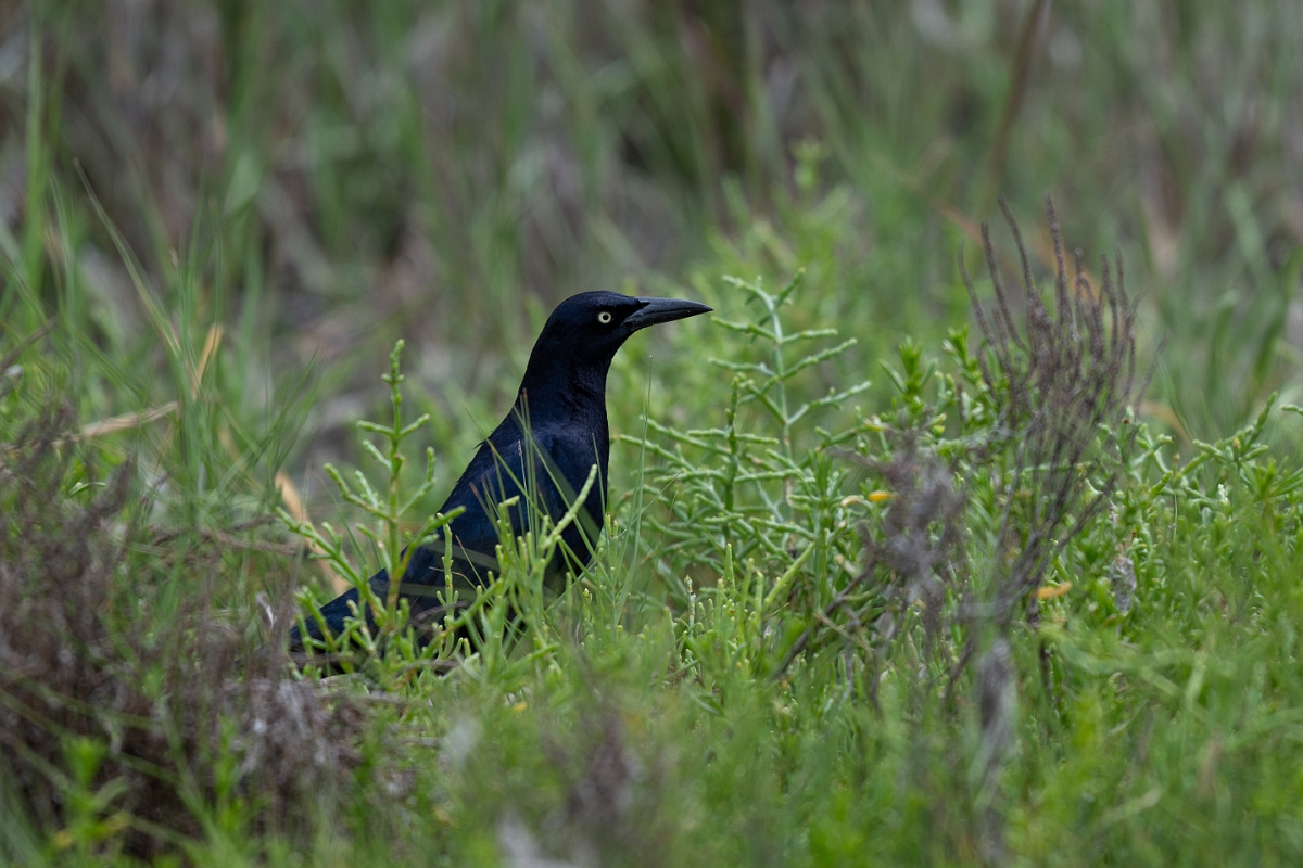 DPPhotography - Texas - Great-tailed grackle - A.jpg - Great-tailed grackle - Aransas NWR, Texas