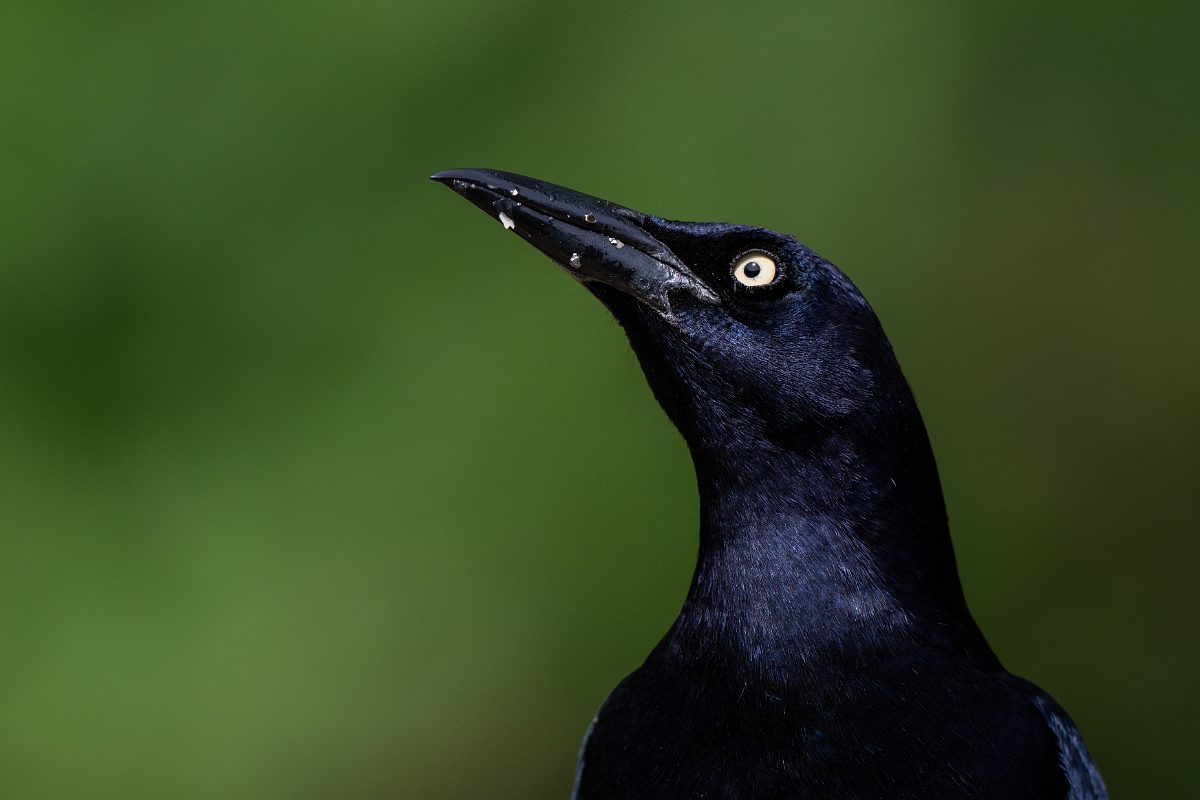 DPPhotography - Texas - Great-tailed grackle - J.jpg - Great-tailed grackle - National Butterfly Center, Texas